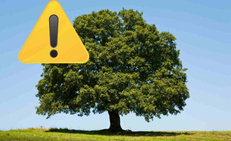 Una dona de 79 anys mor aixafada per un arbre que acabava de talar el marit
