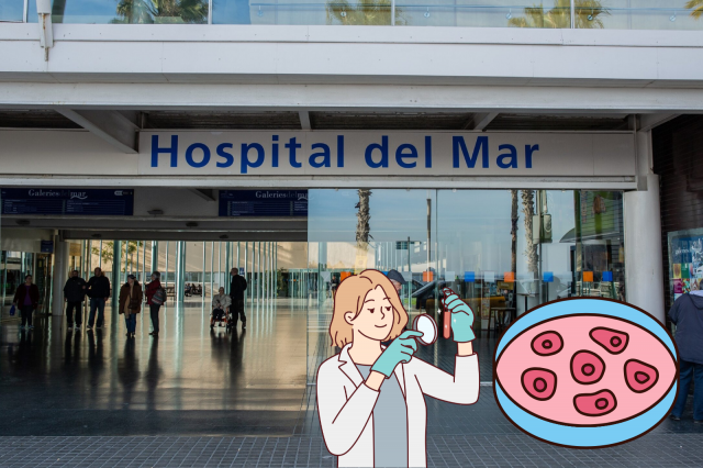L'Hospital del Mar de Barcelona coordinarà una iniciativa europea de desenvolupament de cèl·lules mare