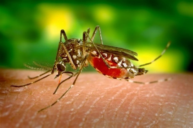 ZIKA2 1