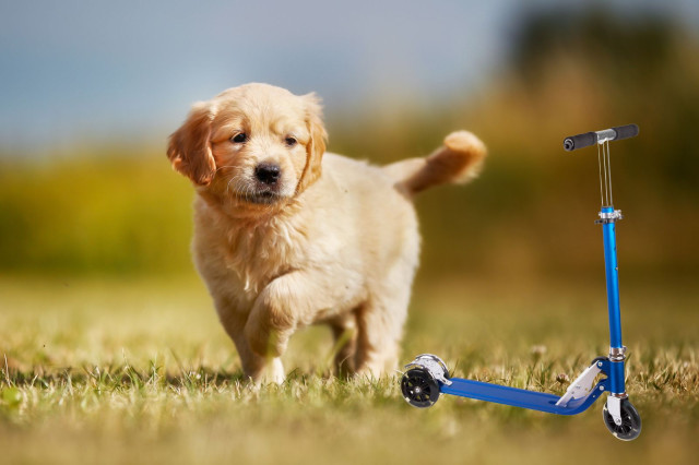 VÍDEO: Un gos anant en patinet? Les xarxes socials moren d'amor amb aquest Golden Retriever
