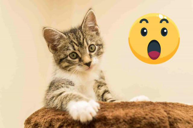 Gato 1