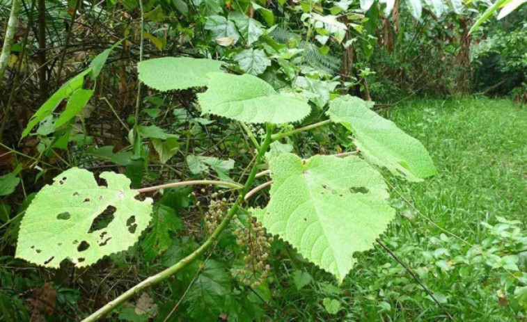 La planta més perillosa del món: si la toques desitjaràs no haver nascut