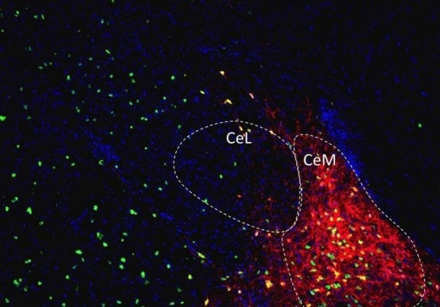 EuropaPress 2088905 imagen microscopia fluorescencia celulas nerviosas nucleos mediales