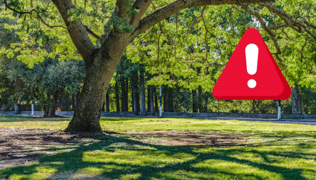 Acusen una nena de 12 anys de matar a puntades de peu un avi mentre aquest passejava el seu gos