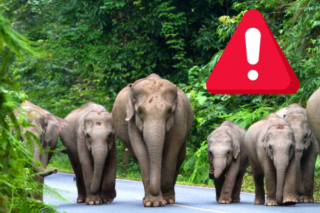 Mor una turista espanyola de 22 anys a Tailàndia després d'un atac brutal d'un elefant