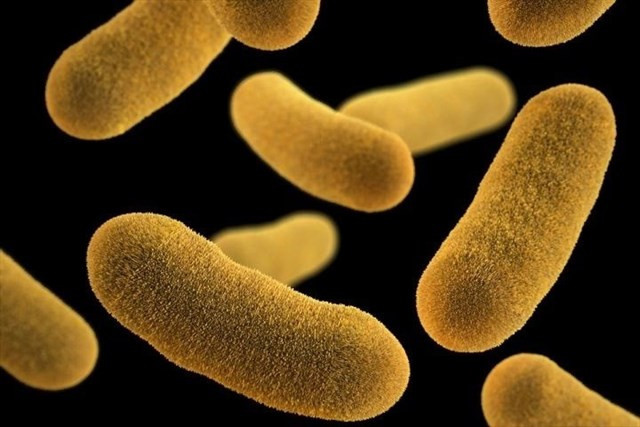 Un estudi mostra que els glòbuls de greix de la llet afavoreixen el creixement dels bacteris beneficiosos