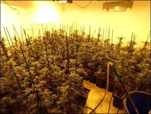EuropaPress 6365512 plantacion marihuana desmantelada mossos desquadra imagen archivo