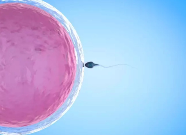 Una investigació incideix sobre les possibles causes de la infertilitat masculina