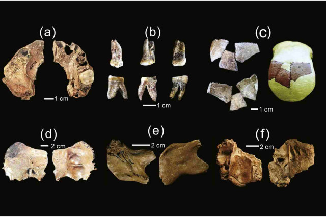 Descobreixen una nova espècie humana amb un cervell més gran que el de Homo sapiens