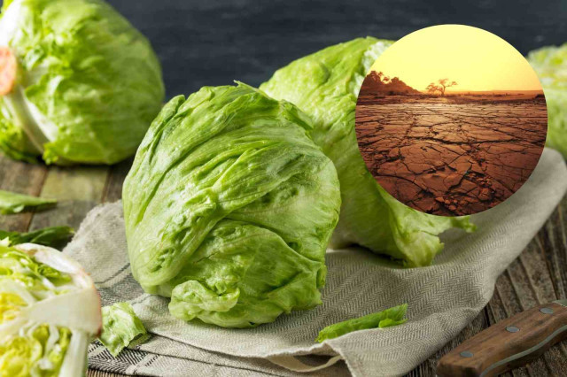 Enciams resistents a la sequera? Científics espanyols prometen revolucionar l'agricultura