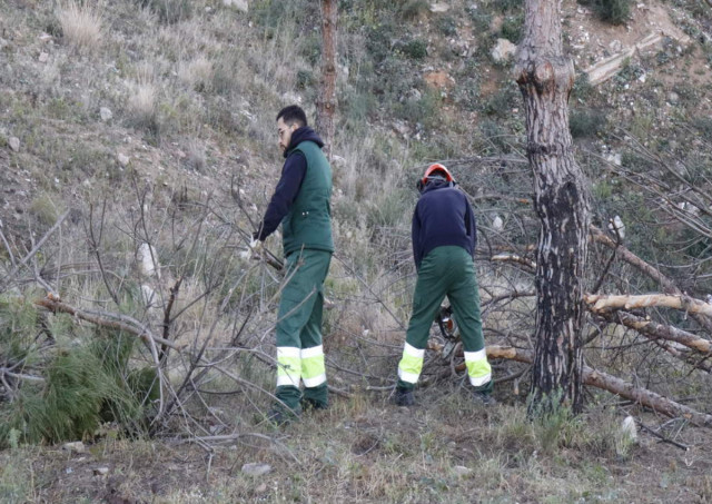 Prevenció d'incendis forestals: Santa Coloma de Gramenet comença la neteja dels boscos