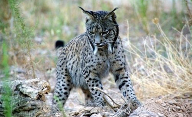 WWF Espanya completa un pas important per preservar el futur del linx ibèric