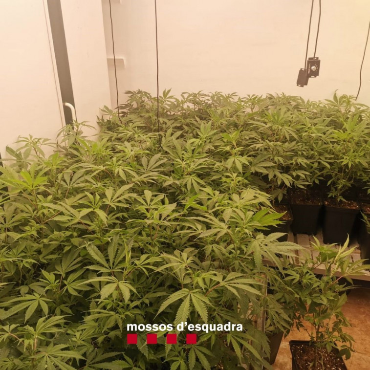 Cacen al responsable d'una associació cannábica de Girona amb 354 plantes de marihuana a la seva casa