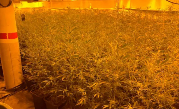 Cop al cultiu de marihuana: desmantellades més de 4.200 plantes a municipis de Lleida i Tarragona