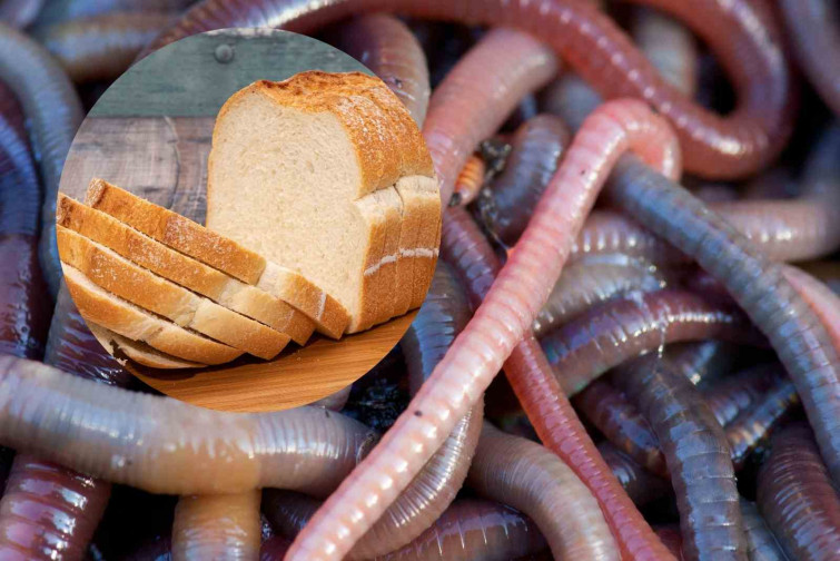Farina de cucs al teu pa? Aquest estrany ingredient arribarà als supermercats molt aviat