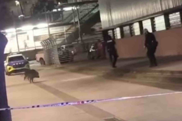 VÍDEO | Denuncien a diversos Mossos per matar a tirs a un senglar indefens
