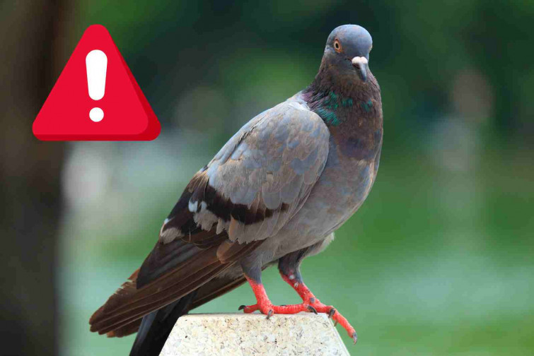 “És com Els Ocells de Hitchcock”: la gran plaga que preocupa als veïns de Lleida