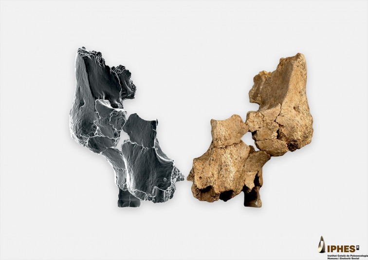 Científics catalans troben a Atapuerca la cara humana més antiga coneguda d'Europa occidental