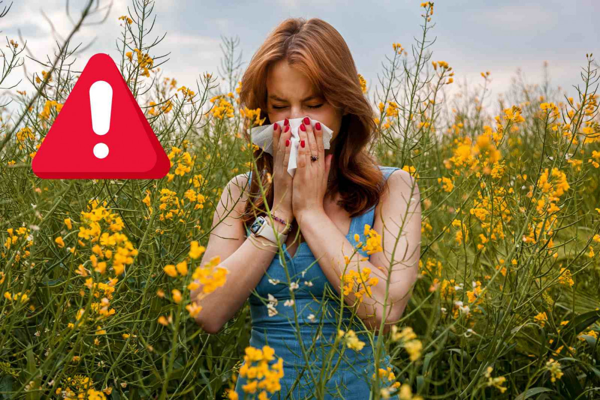 Alerta, polen   CANVA PRO
