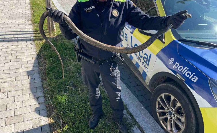 Alerta a la Costa Brava! Troben una enorme serp de gairebé 2 metres en plena carretera