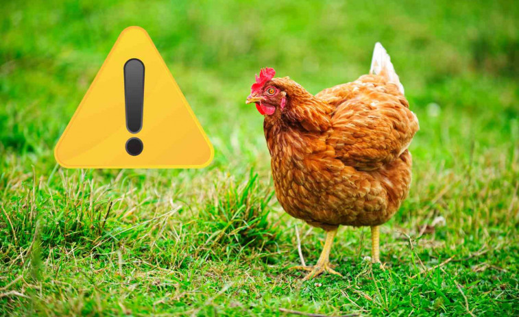 Escàndol a La Rioja: 41 joves identificats per utilitzar una gallina com a pilota de futbol
