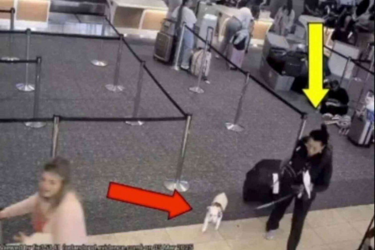 Una dona ofega el seu gos en el bany de l'aeroport després d'impedir-li abordar un vol amb ell