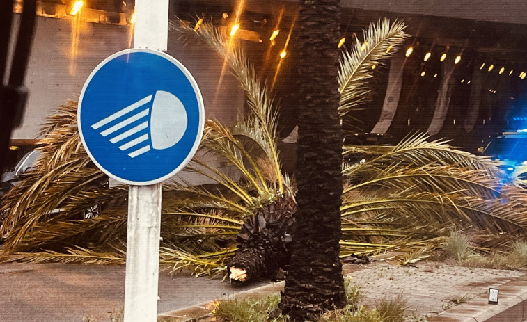 Cau una palmera en la Ronda Litoral de Barcelona a causa de les pluges