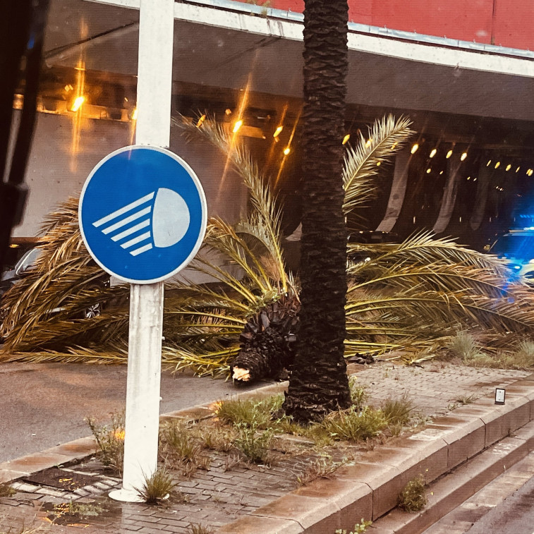 Cau una palmera en la Ronda Litoral de Barcelona a causa de les pluges