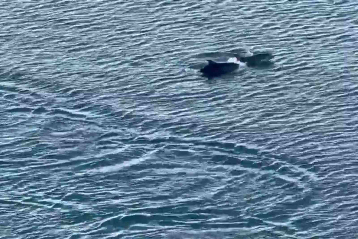 Delfines en el Puerto de Barcelona   PUERTO DE BARCELONA