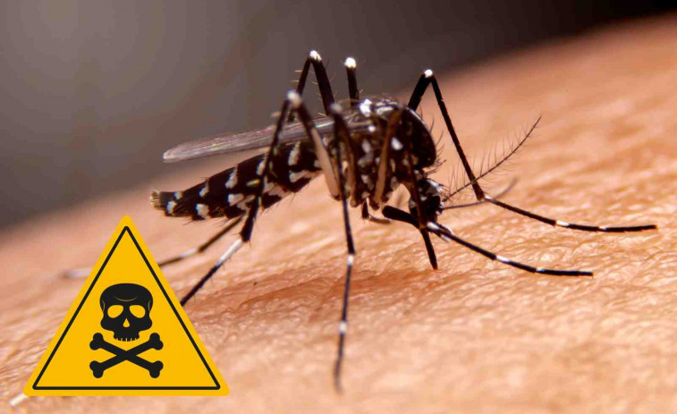 Un medicament converteix la sang humana en un verí mortal per als mosquits