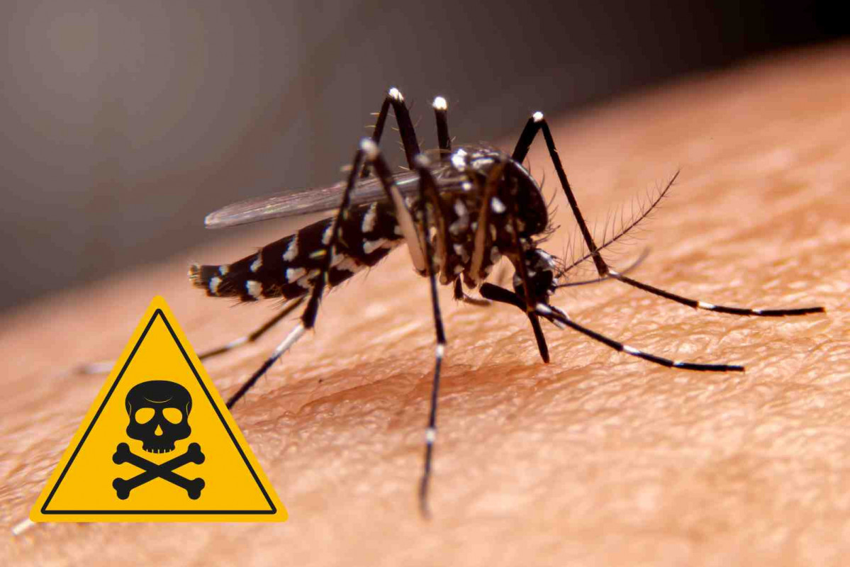 Mosquito, letal   CANVA PRO