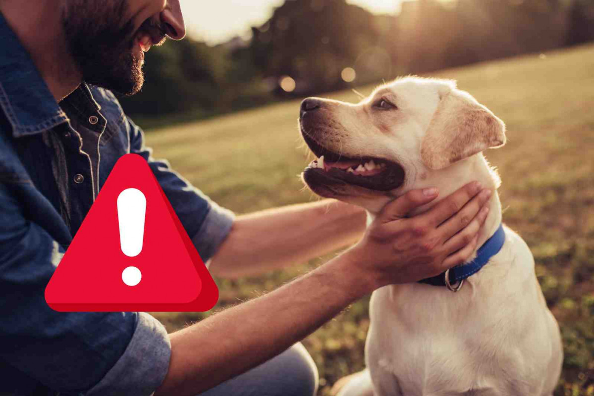 Recurso   Un perro con su dueño   CANVA PRO