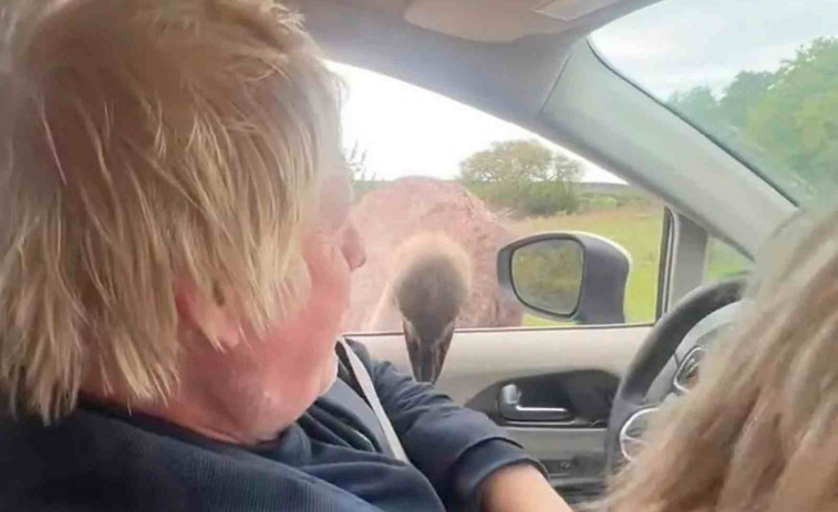 VÍDEO | Un estruç mossega la cara de l'expresident britànic Boris Johnson