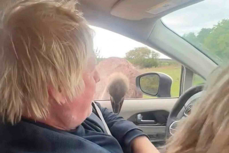 VÍDEO | Un estruç mossega la cara de l'expresident britànic Boris Johnson