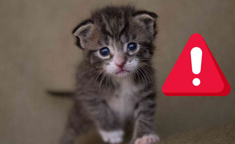 Així funciona la nova Llei de Benestar Animal: 9.000 euros de multa per abandonar a un gat al carrer