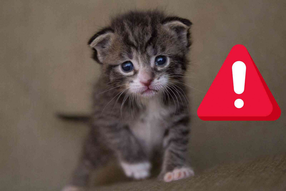 Gato, alerta