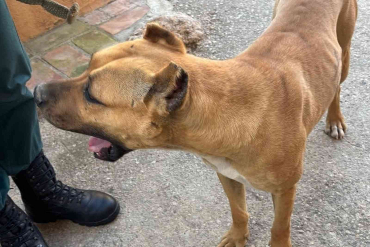 Un perro con las orejas mutiladas   GUARDIA CIVIL