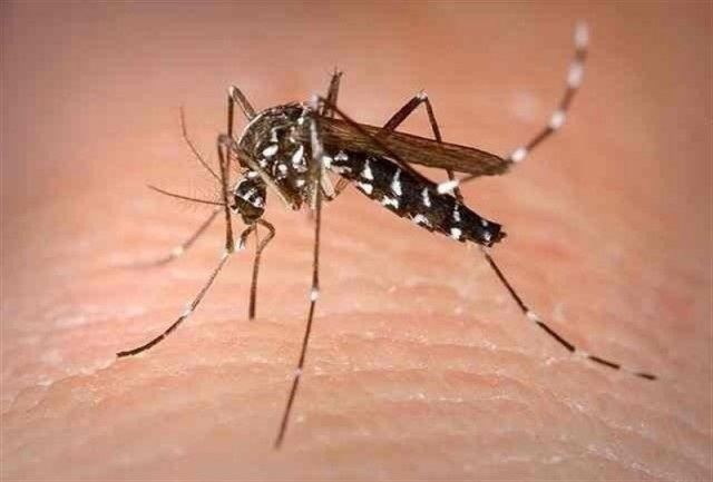 Zika 15 1