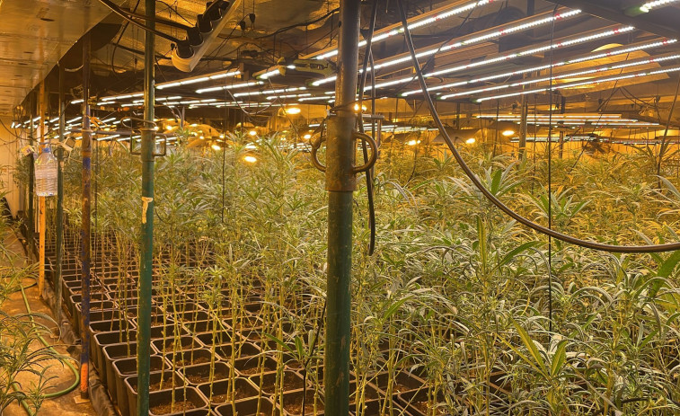 La Guàrdia Civil deté a dues persones per tinença il·legal de 810 plantes de marihuana a Girona