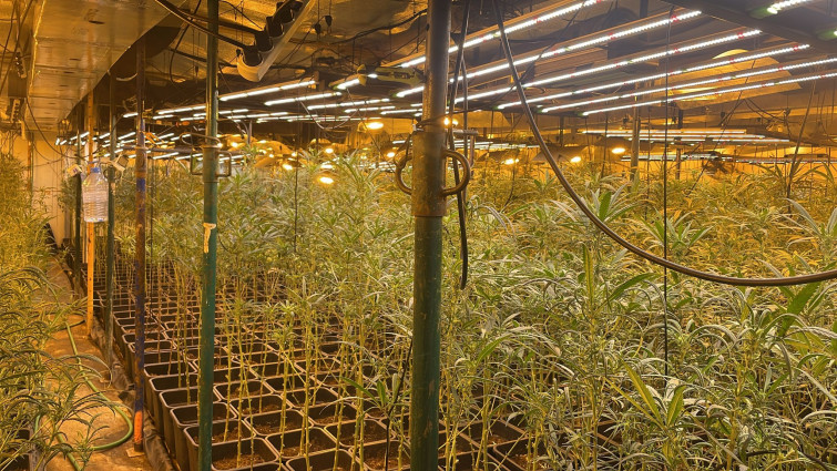 La Guàrdia Civil deté a dues persones per tinença il·legal de 810 plantes de marihuana a Girona