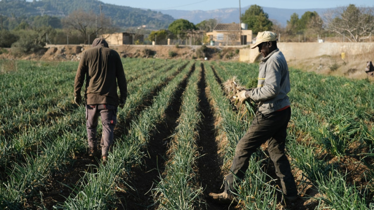 La Generalitat inverteix 4,93 milions d'euros en agricultura sostenible amb el suport del FEADER