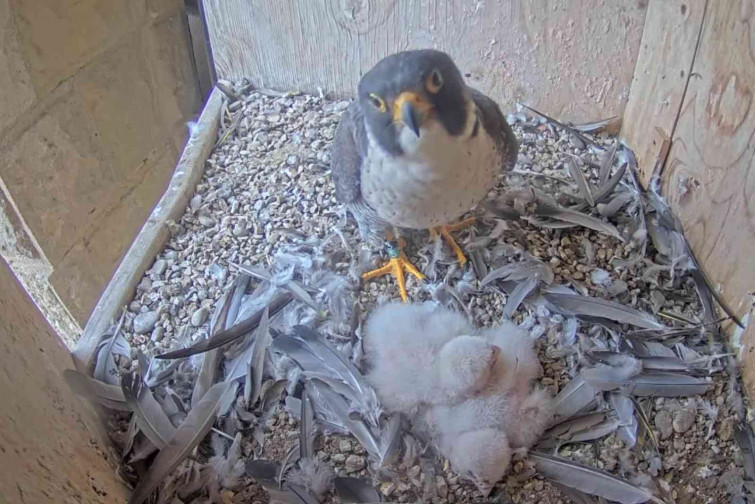 Sorpresa a la Sagrada Família! Neixen falcons pelegrins a la part alta de la basílica de Gaudí