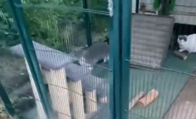 VÍDEO: Denuncien l'atac a una colònia felina de Sant Quirze de Besora