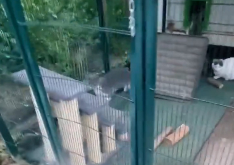 VÍDEO: Denuncien l'atac a una colònia felina de Sant Quirze de Besora