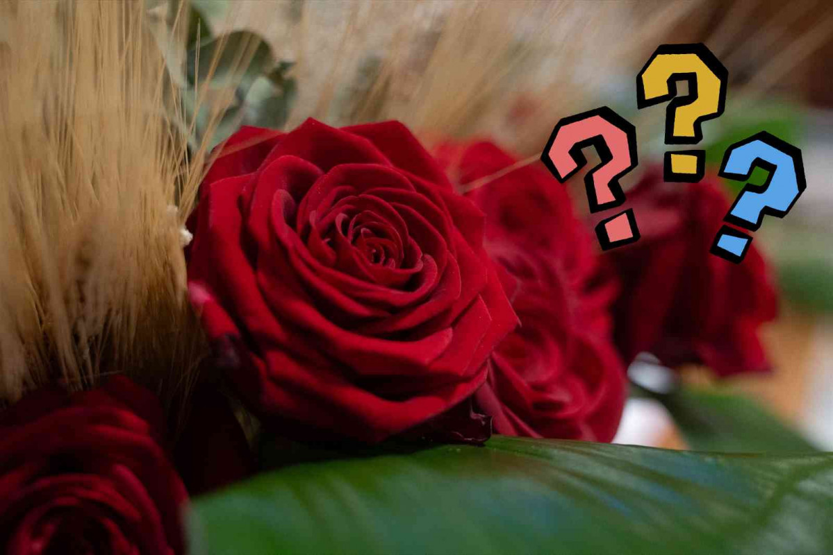 Rosa de Sant Jordi en Barcelona