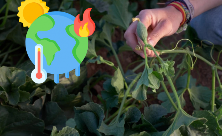 El nou perjudici que les onades de calor provoquen a les plantes