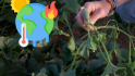 El nou perjudici que les onades de calor provoquen a les plantes