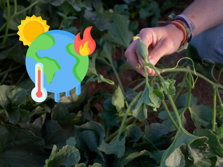 El nou perjudici que les onades de calor provoquen a les plantes