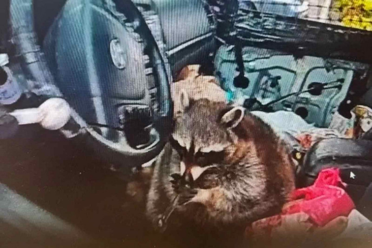 Un policia troba un ós rentador 