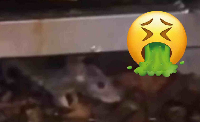 VÍDEO | Un kebab de Lleida acaba precintat després de viralitzar unes imatges d'un ratolí en el rostidor